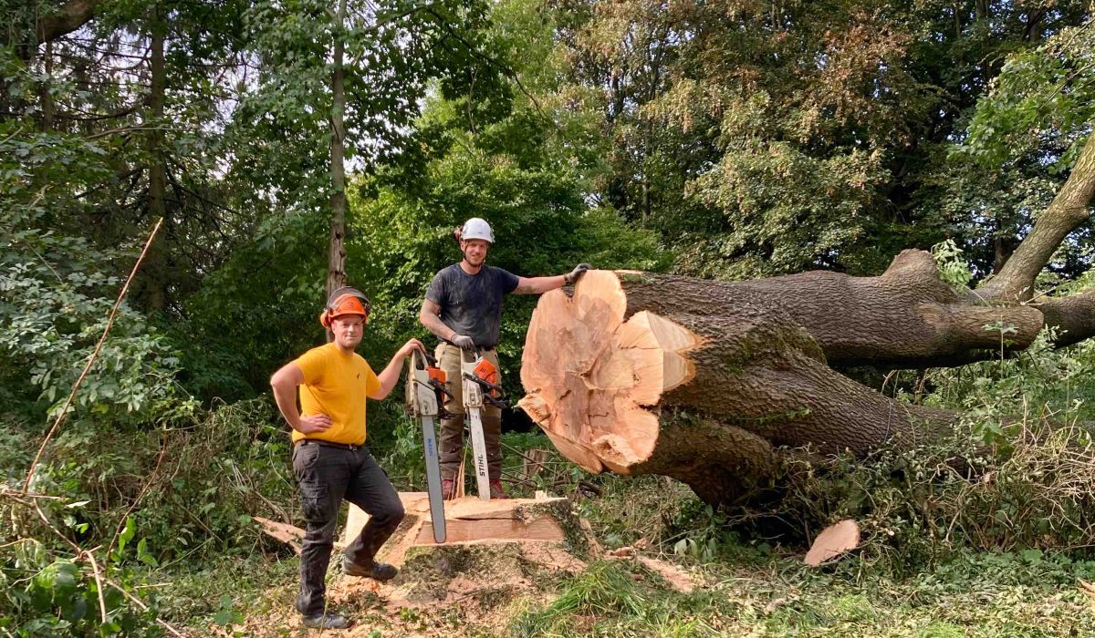 abattage-arbre-liege